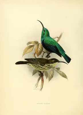 Malagasy Green Sunbird