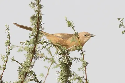 Fulvous Babbler