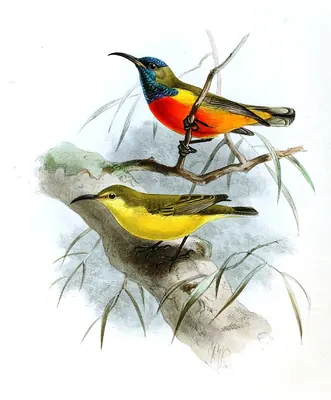 Suimanga de Timor
