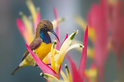 Olive-backed Sunbird