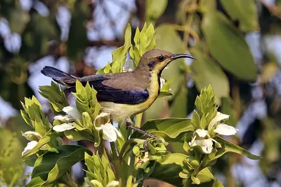 Purple Sunbird