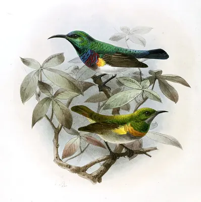 Oustalet's Sunbird
