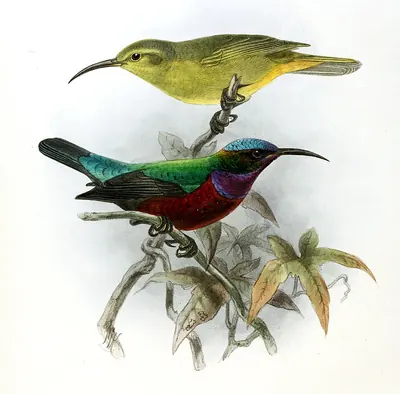 Prachtnektarvogel