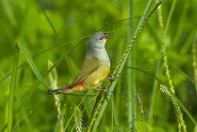 Yellow-bellied Waxbill