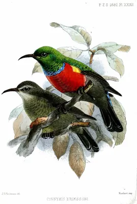 Ludwig's Double-collared Sunbird