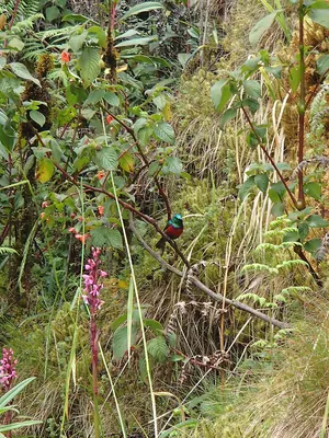 Rwenzori Double-collared Sunbird