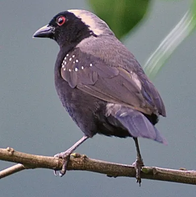 Grey-crowned Negrofinch