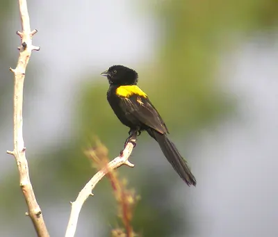 Yellow-mantled Whydah