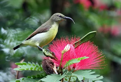 Purple-rumped Sunbird