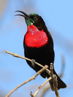 Scarlet-chested Sunbird