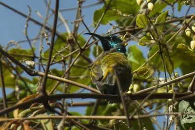 Blue-headed Sunbird