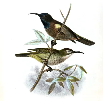 Braunrücken-Nektarvogel