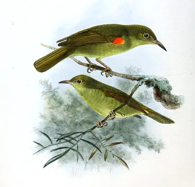 Laubnektarvogel