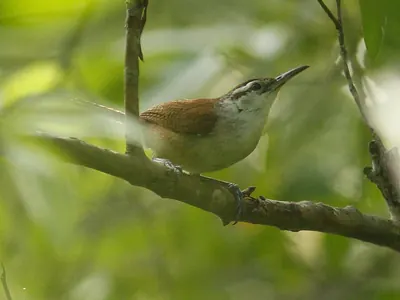 Superciliated Wren