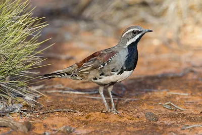 Chestnut-backed Quail-thrush