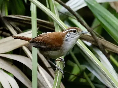 Rufous-and-white Wren
