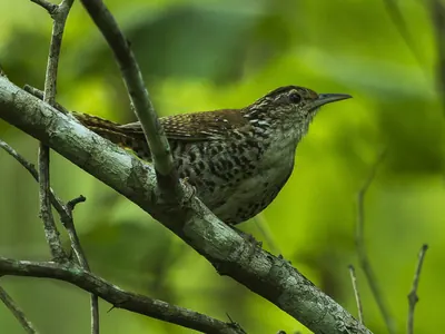 Cucarachero ventribarrado