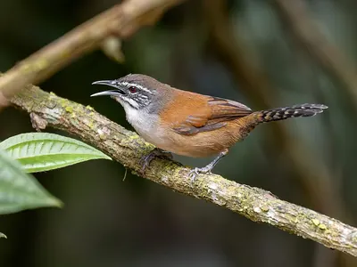 Moustached Wren