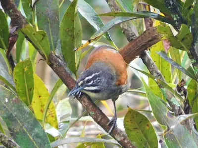 Whiskered Wren