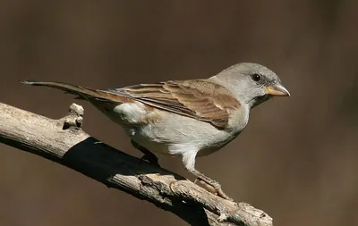 Cape Sparrow