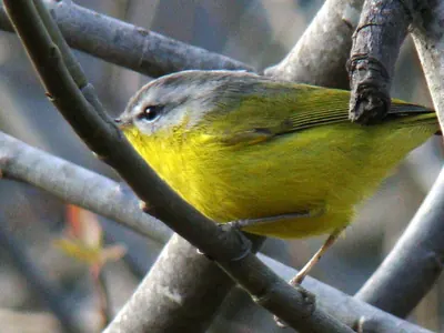 Grey-hooded Warbler