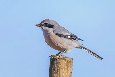Iberian Grey Shrike