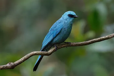 Verditer Flycatcher