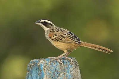 Stripe-headed Sparrow