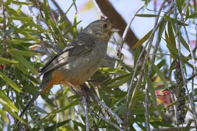 California Towhee