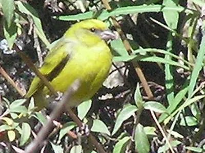 Yellow-crowned Canary