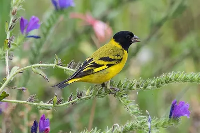 Hooded Siskin
