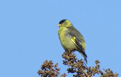 Andean Siskin