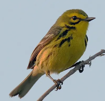 Prairie Warbler