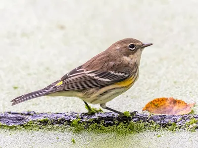 Myrtle Warbler