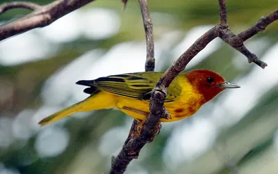 Mangrove Warbler
