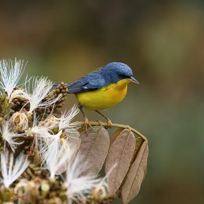 Tropical Parula