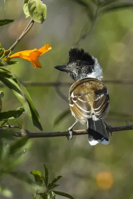 Collared Antshrike