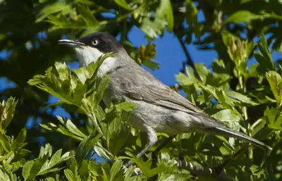 Eastern Orphean Warbler