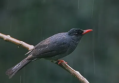 Square-tailed Bulbul