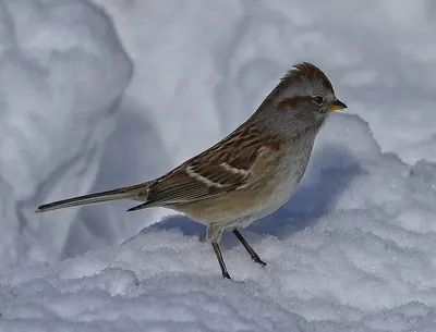 American Tree Sparrow