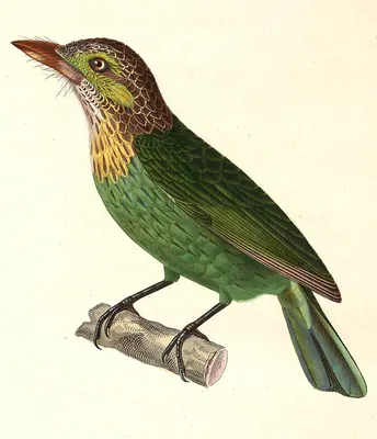 Green-eared Barbet