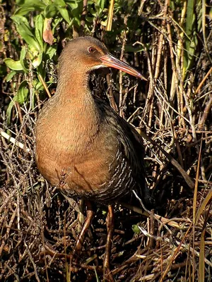 Western Rail