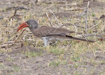Bradfield's Hornbill