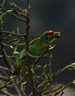 Sri Lanka Barbet