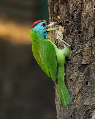 Blue-throated barbet