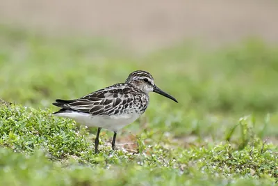 Broad-billed Sandpiper