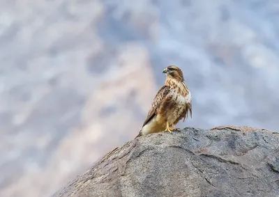 Buteo refectus
