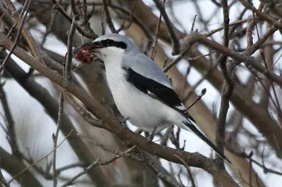 Northern Shrike