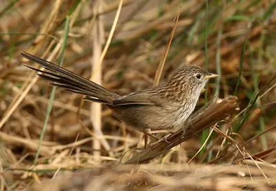 Rufous-vented Grass Babbler