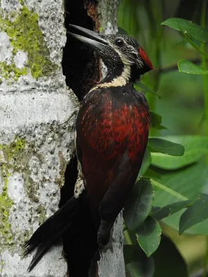 Lesser Crimson-backed Flameback